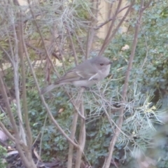 Pachycephala pectoralis at Aranda, ACT - 5 Aug 2015