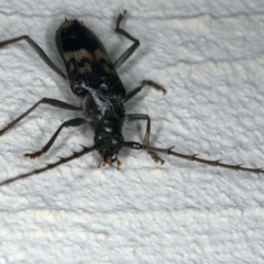 Phoracantha semipunctata at Ainslie, ACT - 14 Dec 2019