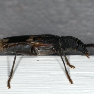 Phoracantha semipunctata at Ainslie, ACT - 14 Dec 2019