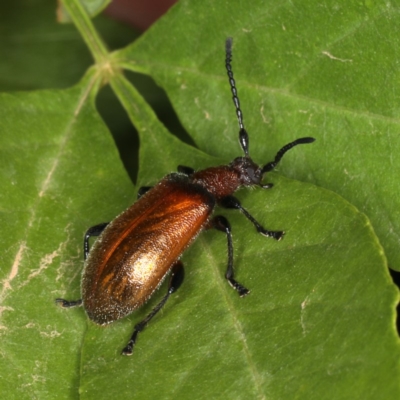 Ecnolagria grandis (Honeybrown beetle) at Ainslie, ACT - 14 Dec 2019 by jb2602