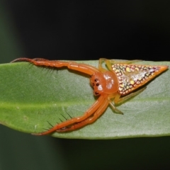 Arkys walckenaeri (Triangle spider) at Acton, ACT - 17 Dec 2019 by TimL