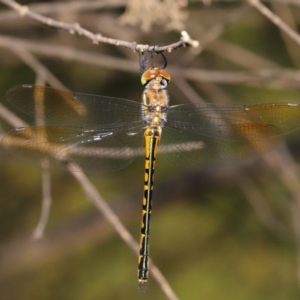 Hemicordulia australiae at Acton, ACT - 17 Dec 2019