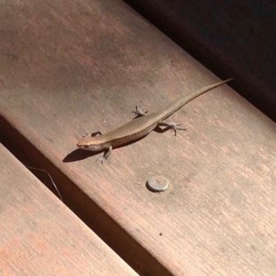 Lampropholis delicata (Delicate Skink) at Aranda, ACT - 15 Dec 2019 by KMcCue