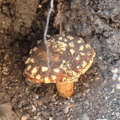 zz agaric (stem; gill colour unknown) at Booth, ACT - 17 Dec 2019 by KMcCue