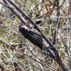 Psaltoda moerens (Redeye cicada) at Mount Clear, ACT - 17 Dec 2019 by KMcCue