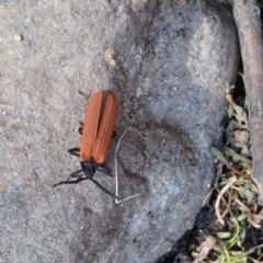 Porrostoma sp. (genus) (Lycid, Net-winged beetle) at Booth, ACT - 17 Dec 2019 by KMcCue