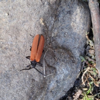 Porrostoma sp. (genus) (Lycid, Net-winged beetle) at Booth, ACT - 17 Dec 2019 by KMcCue