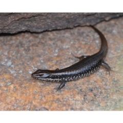 Eulamprus heatwolei (Yellow-bellied Water Skink) at Rendezvous Creek, ACT - 7 Dec 2019 by kdm