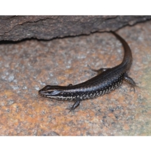 Eulamprus heatwolei at Rendezvous Creek, ACT - 8 Dec 2019