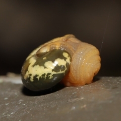 Mysticarion porrectus (Golden Semi-slug) at Acton, ACT - 17 Dec 2019 by Tim L