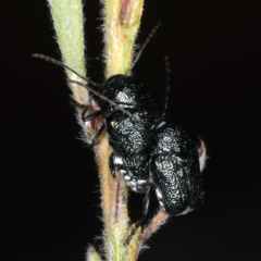 Aporocera (Aporocera) scabrosa (Leaf beetle) at Ainslie, ACT - 14 Dec 2019 by jb2602