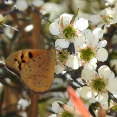 Heteronympha merope (Common Brown Butterfly) at National Zoo and Aquarium - 16 Dec 2019 by RodDeb