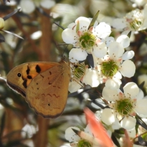 Heteronympha merope at Molonglo Valley, ACT - 16 Dec 2019 10:53 AM