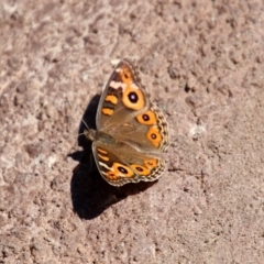 Junonia villida (Meadow Argus) at Molonglo Valley, ACT - 16 Dec 2019 by RodDeb