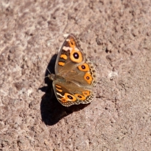 Junonia villida at Molonglo Valley, ACT - 16 Dec 2019