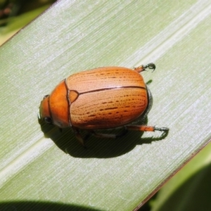 Anoplognathus brunnipennis at Molonglo Valley, ACT - 16 Dec 2019