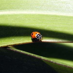 Hippodamia variegata at Molonglo Valley, ACT - 16 Dec 2019