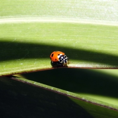 Hippodamia variegata (Spotted Amber Ladybird) at National Zoo and Aquarium - 16 Dec 2019 by RodDeb