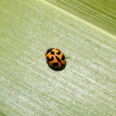 Coccinella transversalis (Transverse Ladybird) at National Zoo and Aquarium - 16 Dec 2019 by RodDeb