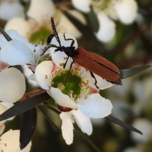 Porrostoma sp. (genus) at Molonglo Valley, ACT - 16 Dec 2019