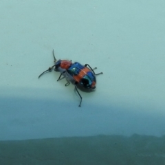 Dicranolaius bellulus at Molonglo Valley, ACT - 16 Dec 2019 11:06 AM