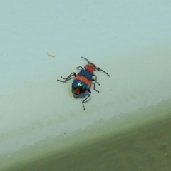 Dicranolaius bellulus at Molonglo Valley, ACT - 16 Dec 2019 11:06 AM