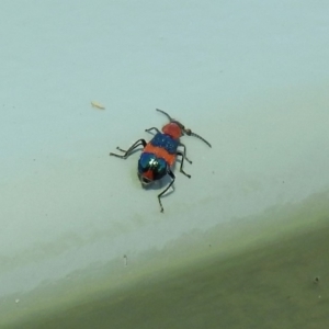 Dicranolaius bellulus at Molonglo Valley, ACT - 16 Dec 2019