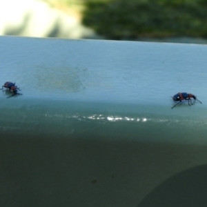 Dicranolaius bellulus at Molonglo Valley, ACT - 16 Dec 2019