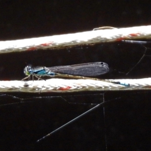 Ischnura heterosticta at Molonglo Valley, ACT - 16 Dec 2019