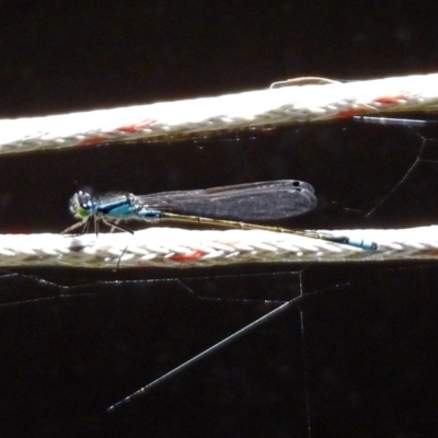 Ischnura heterosticta (Common Bluetail Damselfly) at Molonglo Valley, ACT - 16 Dec 2019 by RodDeb