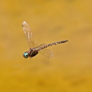 Hemicordulia australiae at Molonglo Valley, ACT - 16 Dec 2019