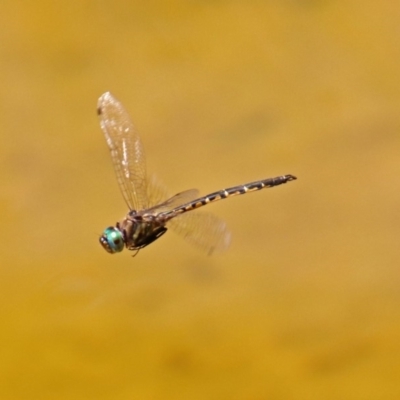 Hemicordulia australiae (Australian Emerald) at Molonglo Valley, ACT - 16 Dec 2019 by RodDeb