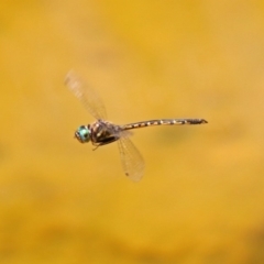 Hemicordulia australiae at Molonglo Valley, ACT - 16 Dec 2019