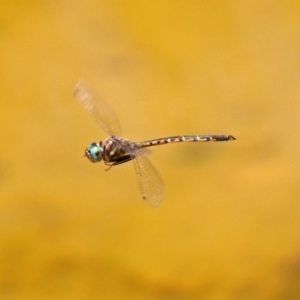 Hemicordulia australiae at Molonglo Valley, ACT - 16 Dec 2019 11:24 AM