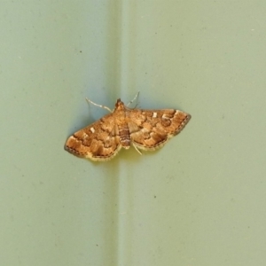 Nacoleia rhoeoalis at Molonglo Valley, ACT - 16 Dec 2019 12:04 PM