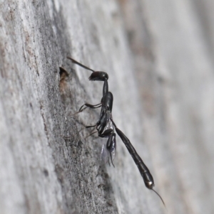 Gasteruption sp. (genus) at Acton, ACT - 17 Dec 2019