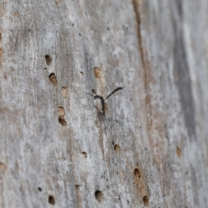 Gasteruption sp. (genus) at Acton, ACT - 17 Dec 2019