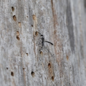 Gasteruption sp. (genus) at Acton, ACT - 17 Dec 2019