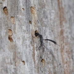 Gasteruption sp. (genus) at Acton, ACT - 17 Dec 2019