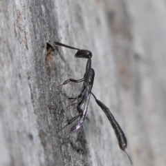 Gasteruption sp. (genus) at Acton, ACT - 17 Dec 2019 12:54 PM