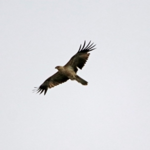 Haliastur sphenurus at Barton, ACT - 15 Dec 2019