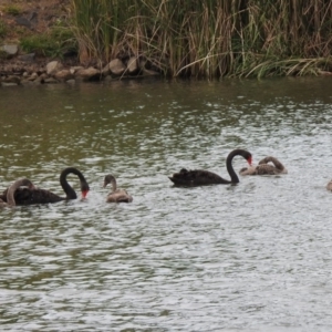 Cygnus atratus at Parkes, ACT - 15 Dec 2019