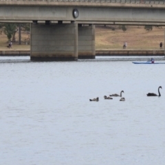 Cygnus atratus at Parkes, ACT - 15 Dec 2019