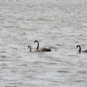 Cygnus atratus at Parkes, ACT - 15 Dec 2019