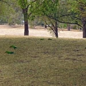 Polytelis swainsonii at Parkes, ACT - suppressed