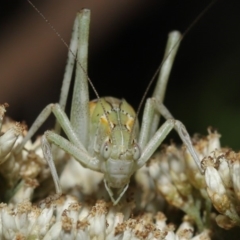 Caedicia simplex (Common Garden Katydid) at ANBG - 17 Dec 2019 by TimL