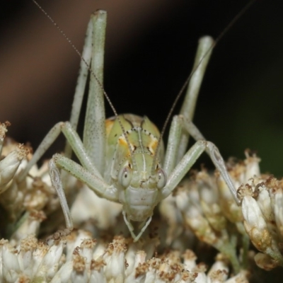 Caedicia simplex (Common Garden Katydid) at Hackett, ACT - 17 Dec 2019 by TimL