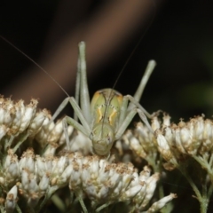 Caedicia simplex at Hackett, ACT - 17 Dec 2019