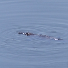 Ornithorhynchus anatinus (Platypus) at Bega, NSW - 17 Dec 2019 by MatthewHiggins