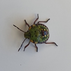 Nezara viridula (Green vegetable bug) at Wallaga Lake, NSW - 16 Dec 2019 by JoyGeorgeson
